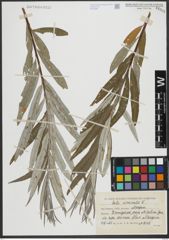 Foto von Salix viminalis L.